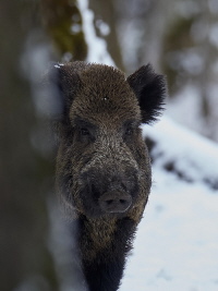 Wildschwein