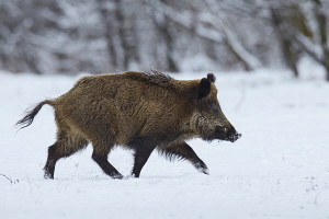 Wildschwein