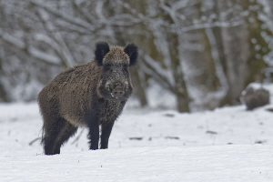 Wildschwein