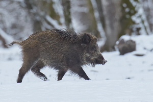 Wildschwein