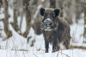 Wildschwein