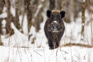 Wildschwein