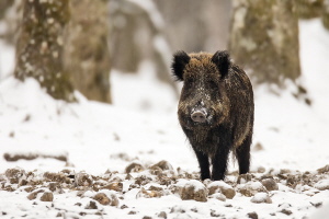 Wildschwein