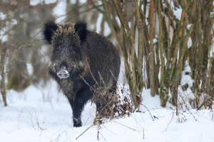 Wildschwein