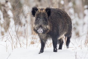 Wildschwein