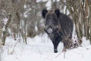 Wildschwein