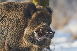 Wildschwein