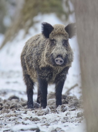 Wildschwein