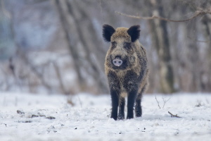 Wildschwein