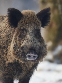 Wildschwein