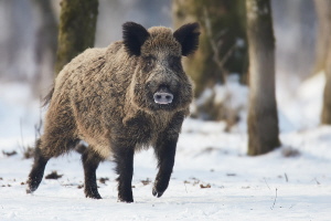 Wildschwein