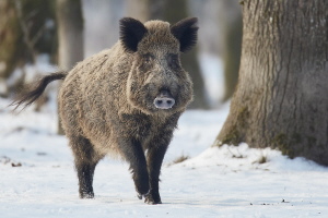 Wildschwein