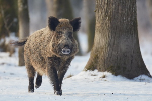 Wildschwein