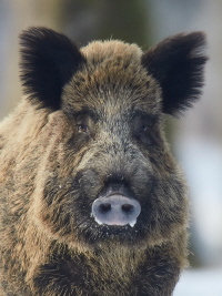 Wildschwein