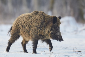 Wildschwein