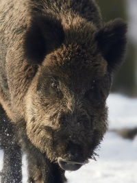 Wildschwein