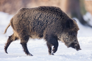 Wildschwein