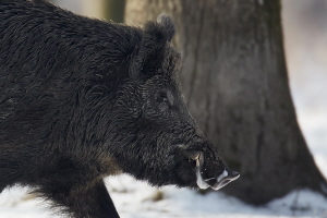 Wildschwein