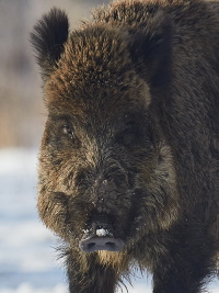 Wildschwein