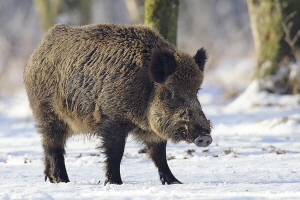 Wildschwein