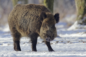 Wildschwein