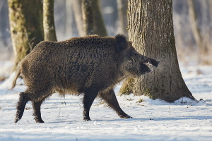 Wildschwein