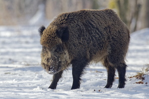 Wildschwein