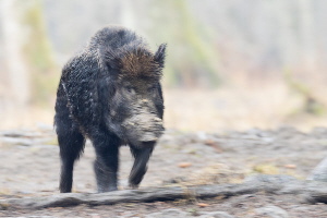 Wildschwein