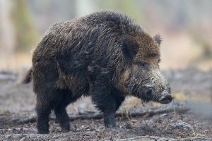 Wildschwein