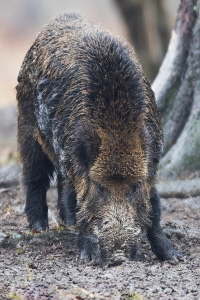 Wildschwein