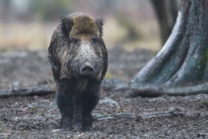 Wildschwein