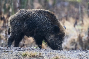 Wildschwein