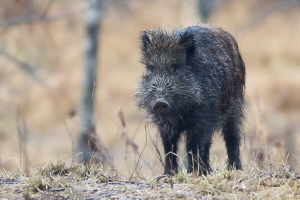 Wildschwein