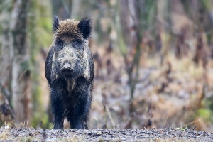 Wildschwein