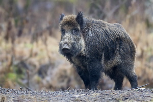 Wildschwein