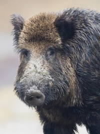 Wildschwein