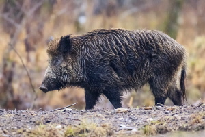 Wildschwein