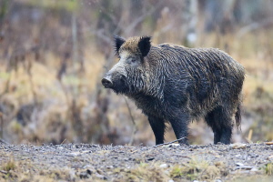 Wildschwein