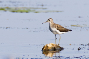 Bruchwasserläufer Bruchwasserläufer