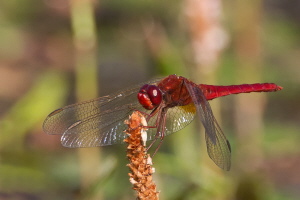 Feuerlibelle