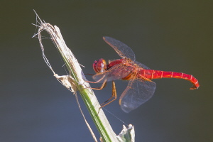 Feuerlibelle