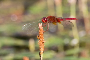 Feuerlibelle