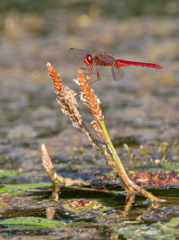 Feuerlibelle