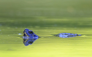 Gelbwangen Schmuckschildkröte