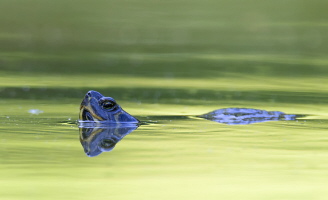 Gelbwangen Schmuckschildkröte