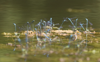 Hufeisen Azurjungfer Hufeisen Azurjungfer