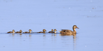 Stockente Stockente