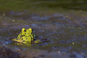 Teichfrosch