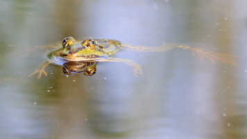 Teichfrosch Teichfrosch