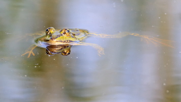 Teichfrosch